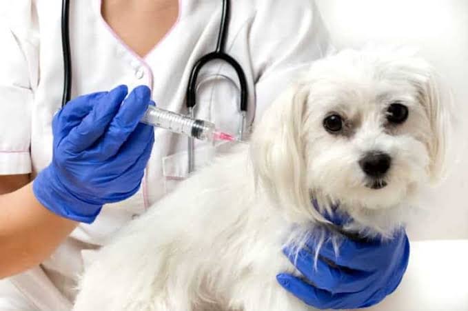 Vacina antirrábica em Manaus: campanha começa nesta quinta-feira para cães e gatos